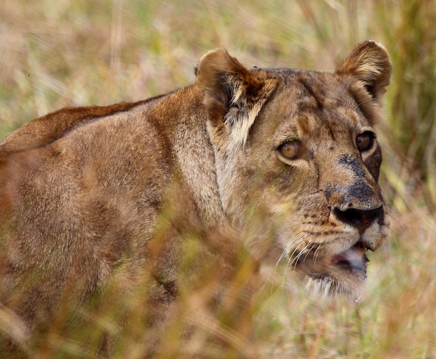 Inadequate Policies for Hunting Large Carnivores (1 of 3)