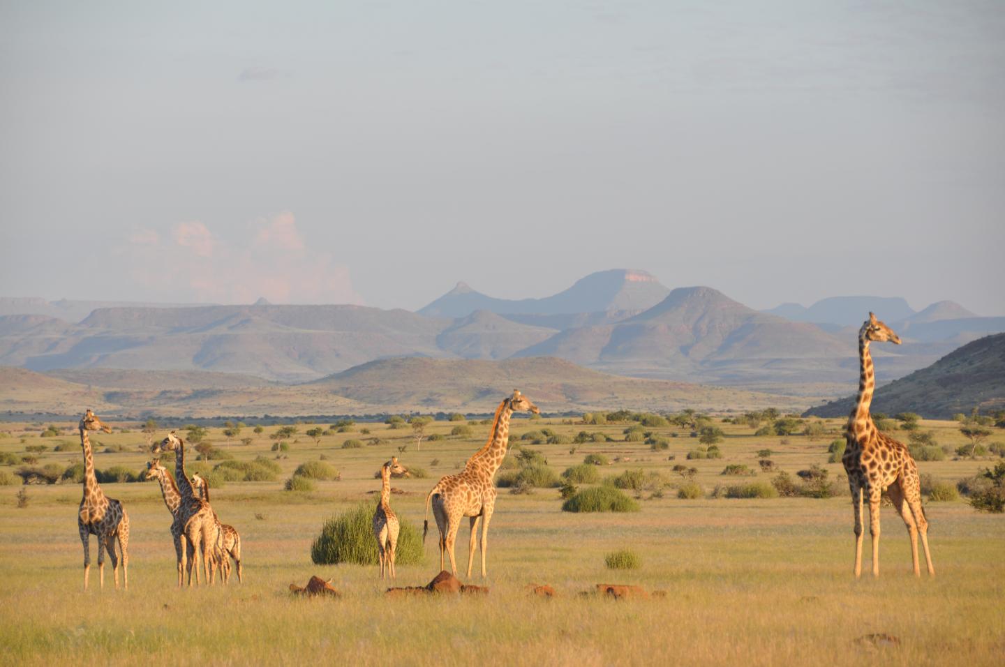 Angolan Giraffe Herd