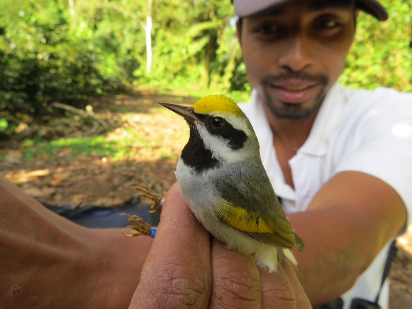 Moises Siles, Michigan Technological University and Golden-winged Warbler