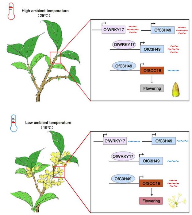 Proposed working model of OfWRKY17-OfC3H49 responding to ambient temperature regulates flowering by inhibiting OfSOC1B expression in Osmanthus fragrans.