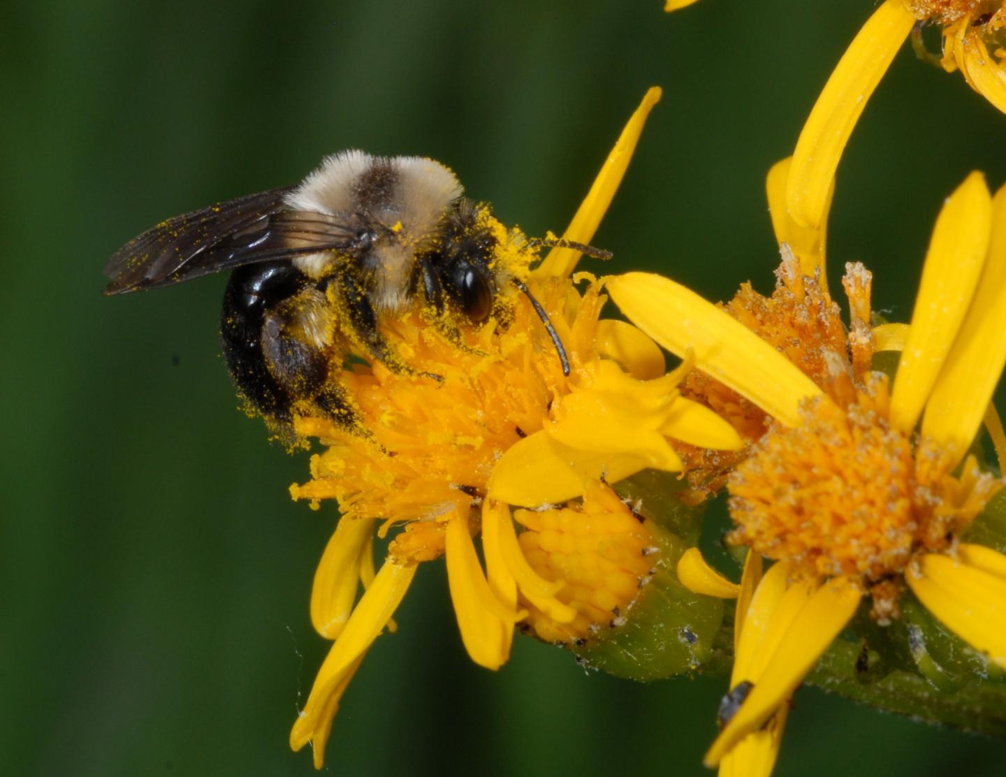 Black-banded miner bee on Rocky Mountain goldenrod