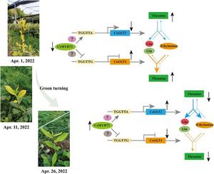 A proposed model for CsMYB73 negatively regulating the accumulation of theanine mediated by CsGGT2 and CsGGT4 in tea shoots of ‘Huangkui’ returning green from yellow.