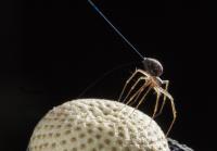 Spider Tiptoeing on a Dandelion Seed Head