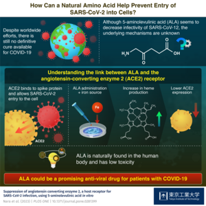 How Can a Natural Amino Acid Help Prevent Entry of SARS-CoV-2 into Cells?