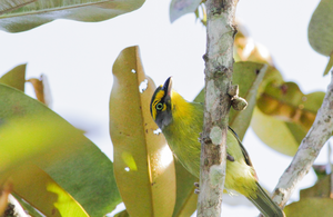 Slaty-capped Shrike-Vireo