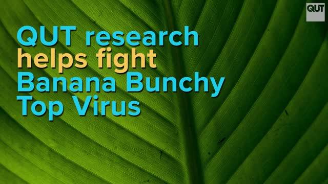 Qut Study Helps Efforts to Eradicate Banana Bunchy Top Virus