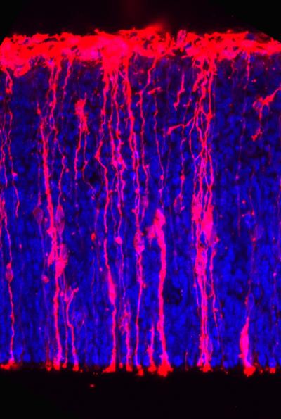 Stem Cells in the Cortex of a Mouse Embryo