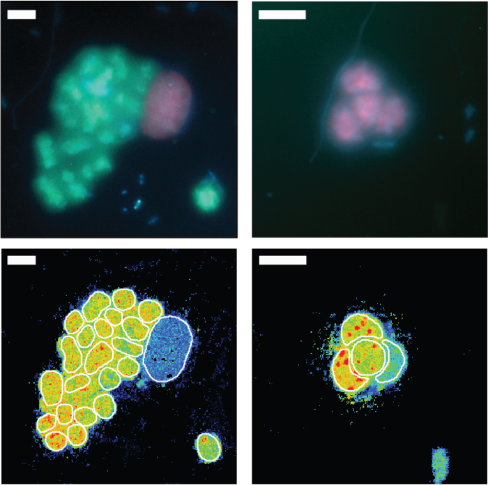 Fluorescence images