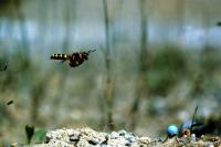 Ground-Nesting Wasp (<i>Cerceris arenaria</i>)