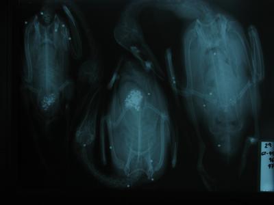 X-ray of Ducks with Lead Shot
