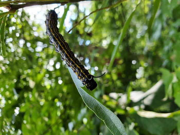 How Caterpillars Can Transform Blood Into a Viscoelastic Fluid