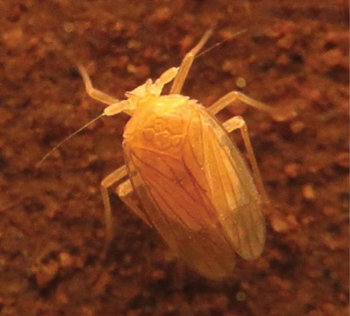 The New Cave Planthopper Species <i>Iuiuia caeca</i>