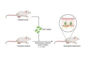 Induced sweat gland regeneration through chemical reprogramming