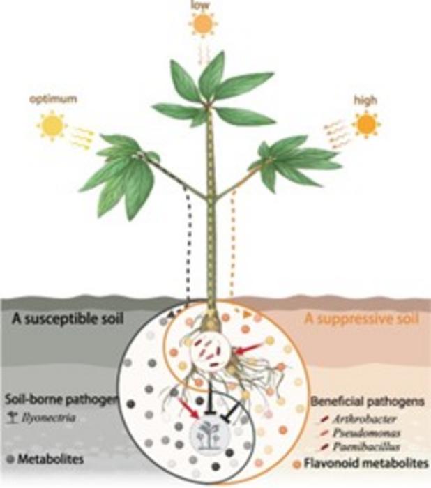 Schematic diagram of light stress-dependent elicitation of disease suppressive soils mediated by root-secreted flavonoids.