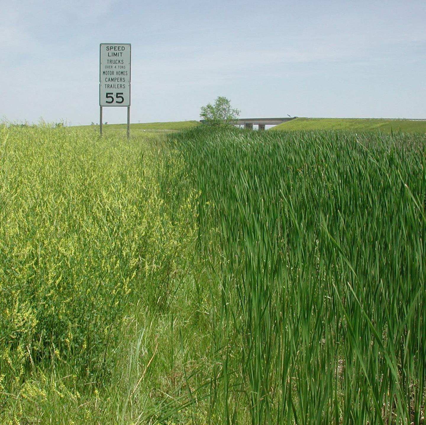 Roadside Wetland