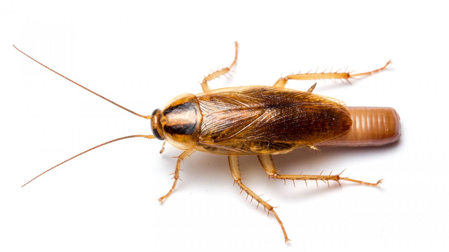 German Cockroach Image Eurekalert Science News Releases