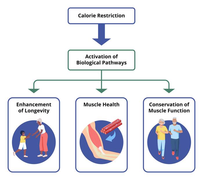 Calorie restriction in people builds robust muscle and stimulates wholesome growing old genes