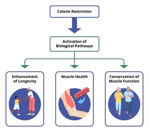 Calorie restriction in humans builds strong muscle and stimulates healthy aging genes - EurekAlert