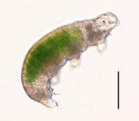 A Strain of the Antarctic Tardigrade Retrieved from the Frozen Moss Sample