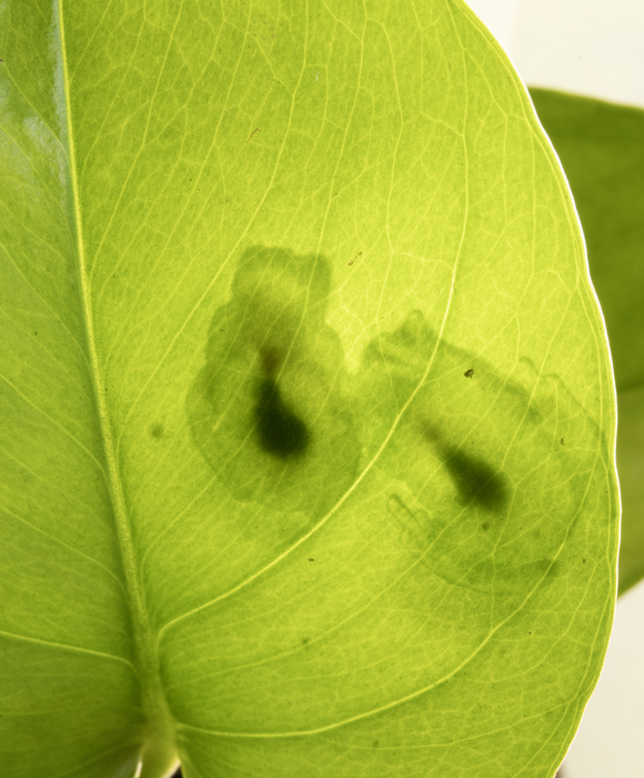 Mating glassfrogs