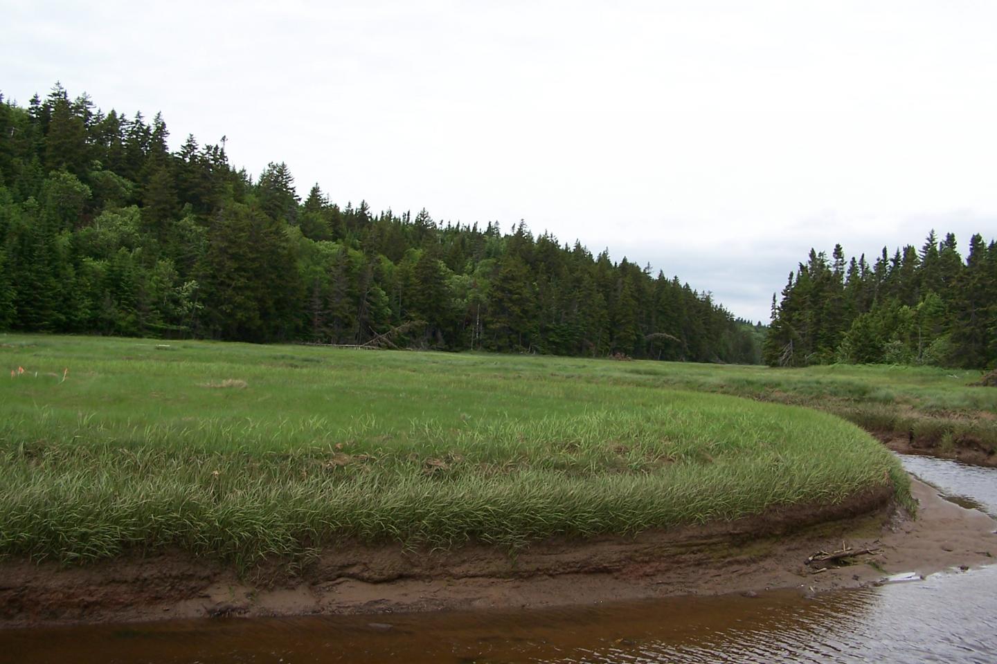 Dipper Harbour Salt Marsh 