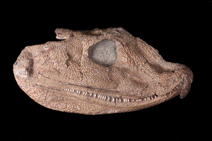 Original Fossil Skull of <i>Acanthostega gunnari</i>
