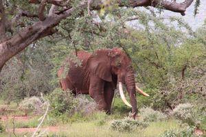 Male elephant