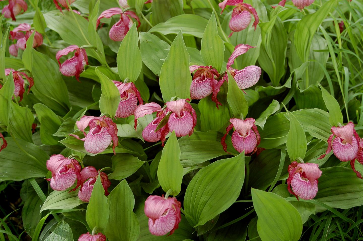 The variety of bloated lady's-slipper (Cypripedium x ventricosum)