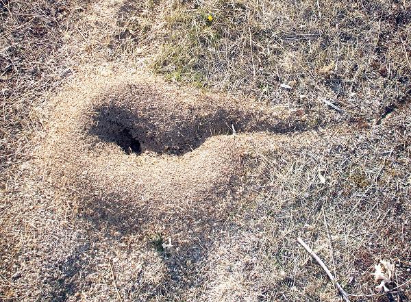 Ant Nest