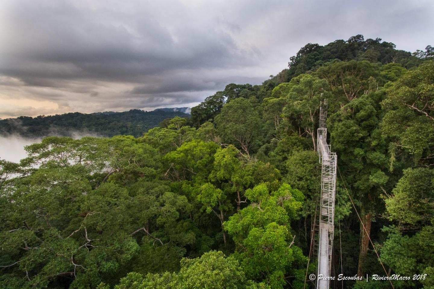 View of the Ulu Temburong National Park in Brunei from the Canopy Bridge