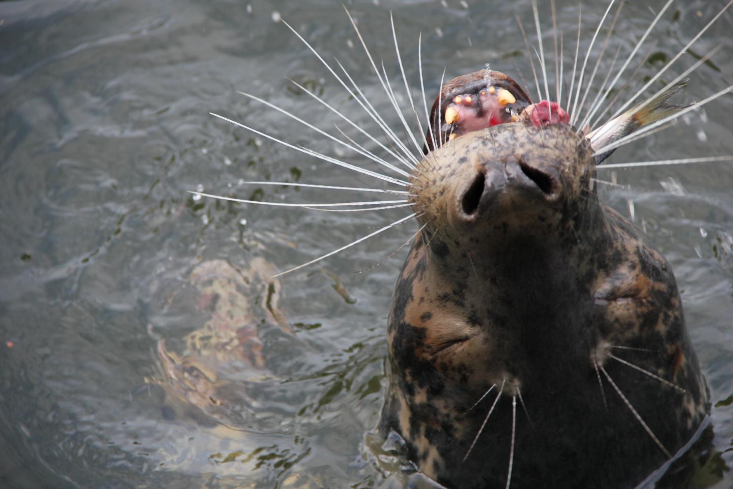 Great Seal Eating Herring [IMAGE] EurekAlert! Science News Releases