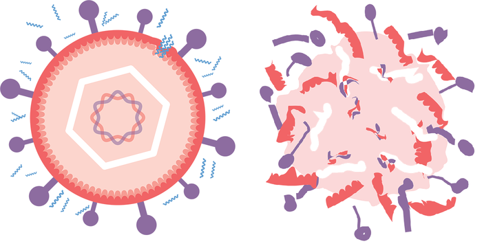 Possible new antivirals against COVID-19, herpes