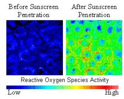 Sunscreen Penetration Leading to Enhanced Generation of Reactive Oxygen Species