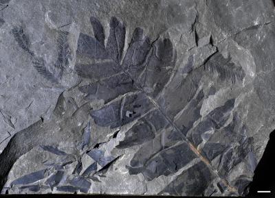 Plant Fossils Shed Light on Mass Extinction Event (2 of 3)