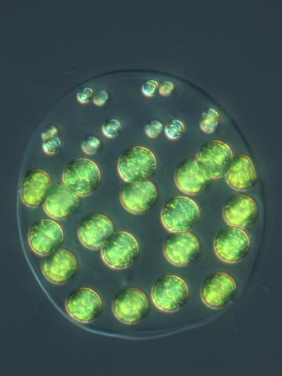 <i>Pleodorina starrii</i>