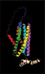 The folded structure of the precursor protein Ece1