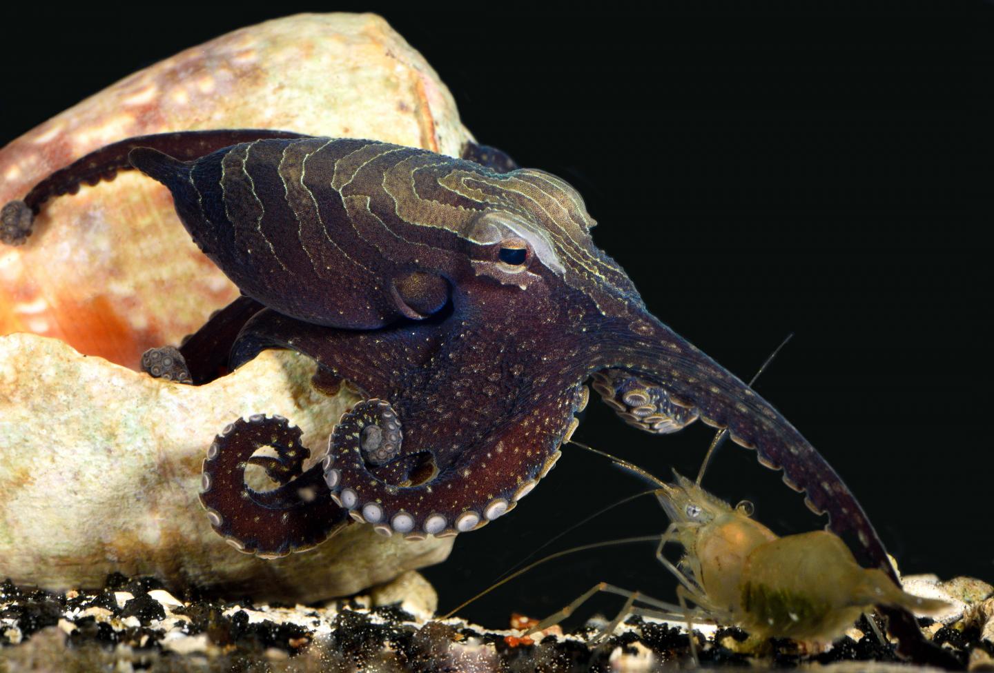 Larger Pacific Striped Octopus