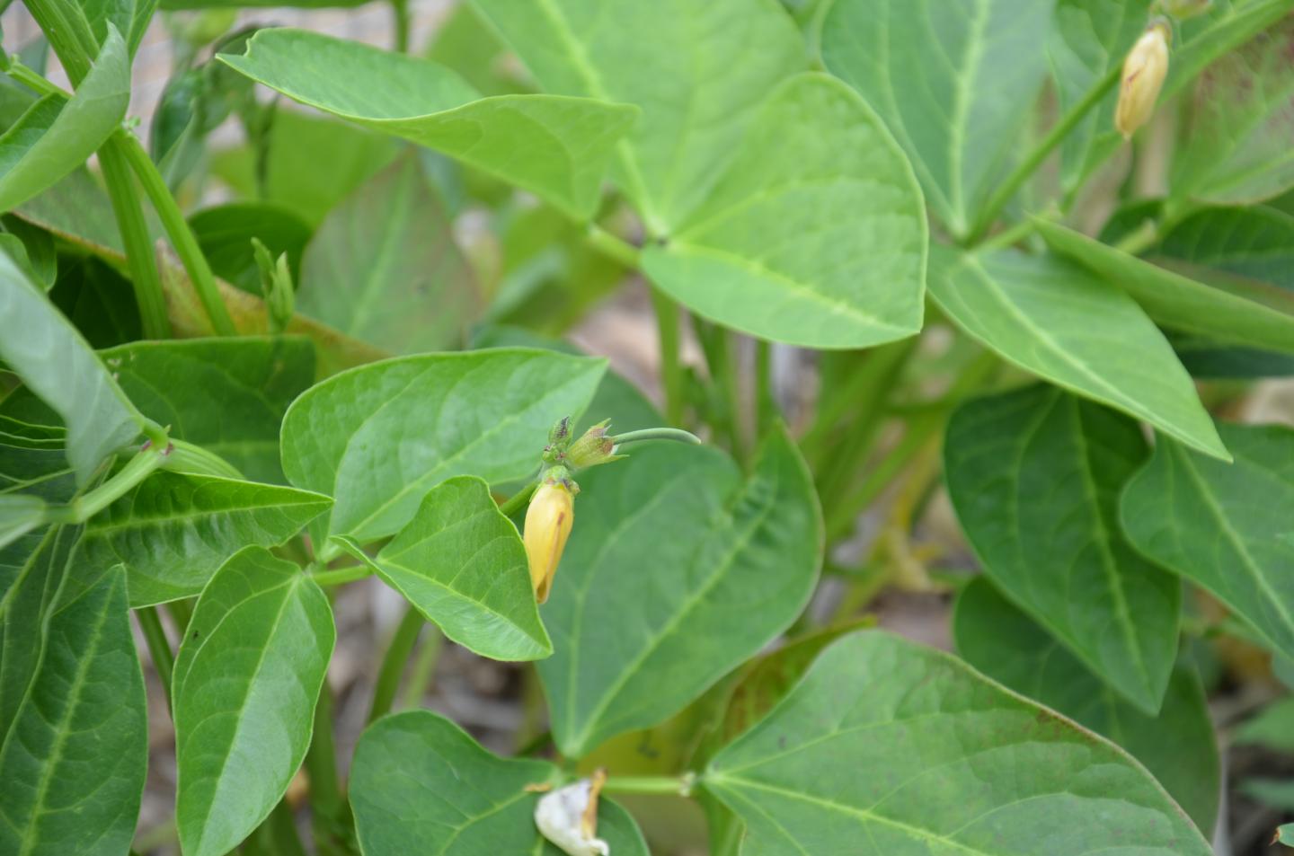 Cowpea Flower