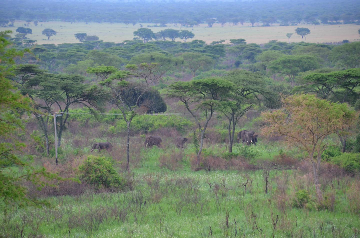 Elephants and Powerlines