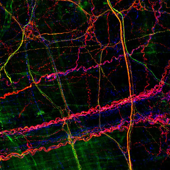 Sensory neurons in the colon