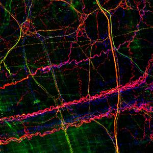 Sensory neurons in the colon