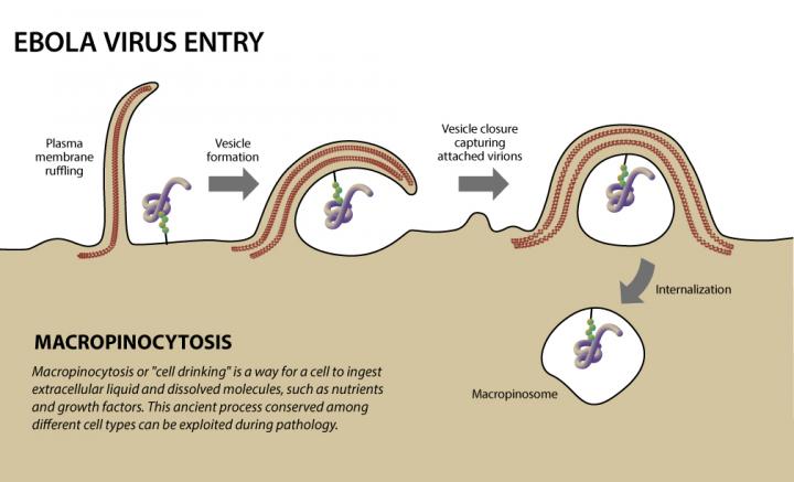 New Research Pinpoints Pathways Ebola Virus U Eurekalert