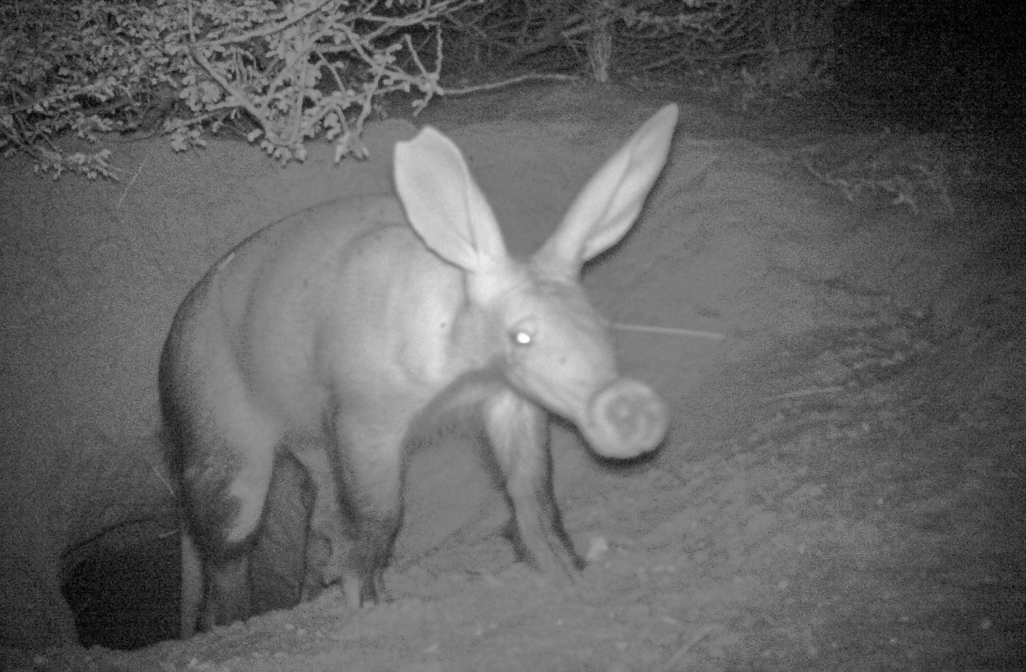 Daytime aardvark sightings are a sign of troubled times | Science Codex