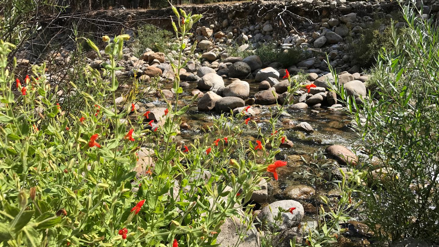 'Demographic Compensation' May Not Save Plants Facing Changing Climate