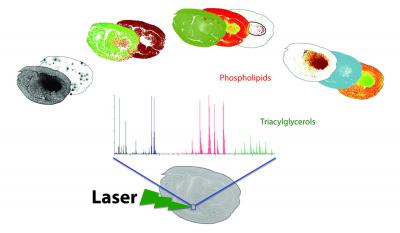Maps the Distribution of Lipids in a Cottonseed