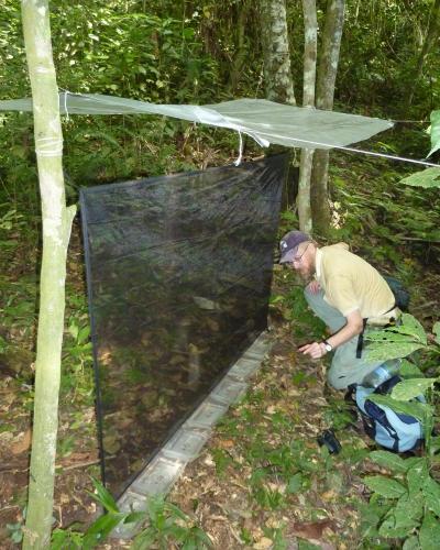 Servicing a Beetle Trap