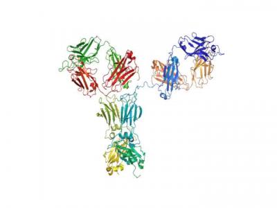 Antibody Structure