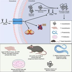 Graphical abstract: B-hydroxybutyrate is a metabolic regulator of proteostasis in the aged and Alzheimer’s disease brain