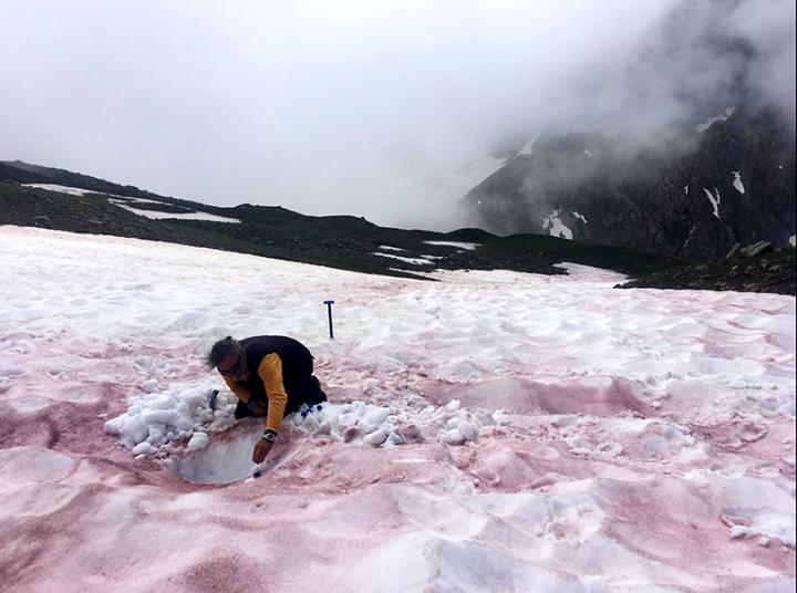 Sampling Snow Covered with 'Glacier Blood'
