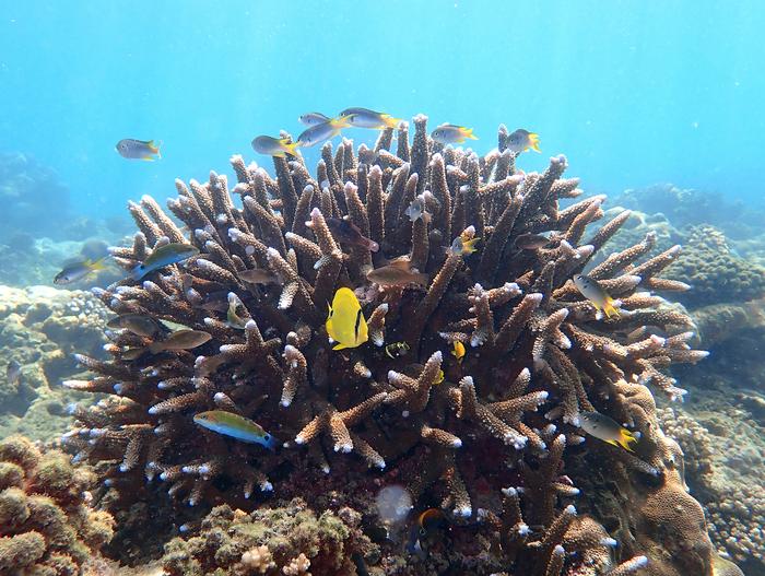 Reef corals provide home and feeding grounds for many organisms